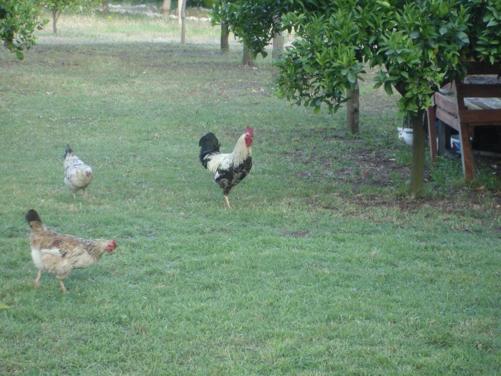 Engin Pension Çıralı Esterno foto